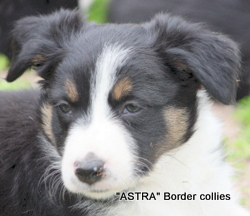 Tricolour FEMALE border collie puppy